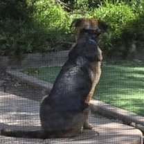 Thumbnail photo of Bandit #4