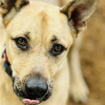 Thumbnail photo of Rennie #2