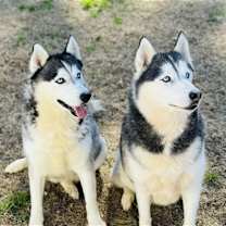 Thumbnail photo of Kane #2