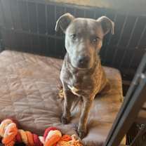 Thumbnail photo of Elvis #1