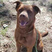 Thumbnail photo of Hazel #1