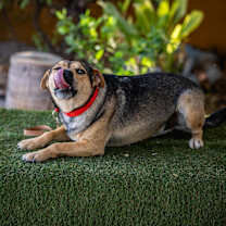 Thumbnail photo of Papi #3