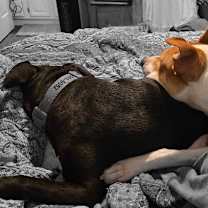 Thumbnail photo of Thomas the Lover Boy #4
