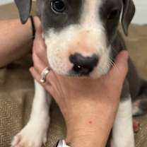 Thumbnail photo of Nemo #2