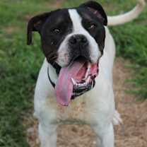 Thumbnail photo of Coby (Buckmaster) #2