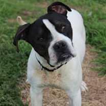 Thumbnail photo of Coby (Buckmaster) #3