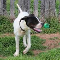 Thumbnail photo of Coby (Buckmaster) #4