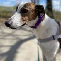 Thumbnail photo of Charlie #4