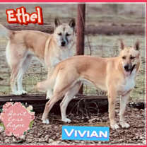 Thumbnail photo of Ethel and Vivian #2