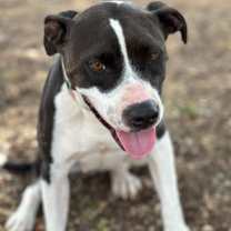 Thumbnail photo of COCO (COCONUT) #1