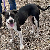 Thumbnail photo of COCO (COCONUT) #2