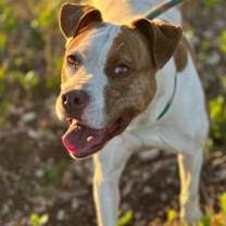 Thumbnail photo of Papaya #2