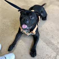 Thumbnail photo of Curry #4