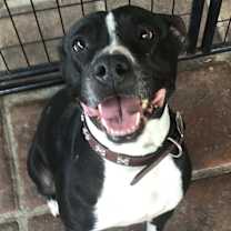 Thumbnail photo of Maya Unchained #1