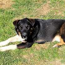 Thumbnail photo of Coco #1