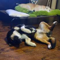 Thumbnail photo of Coco #3