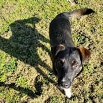 Thumbnail photo of Coco #4