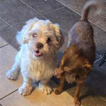 Thumbnail photo of Ziggy #2