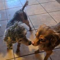 Thumbnail photo of Ziggy #3