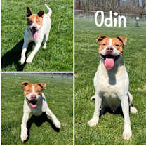 Thumbnail photo of Odin #1