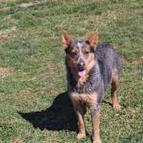 Thumbnail photo of Robin #1