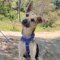 Thumbnail photo of Honey #1