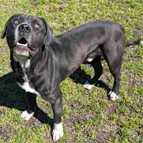 Thumbnail photo of Bruce #2