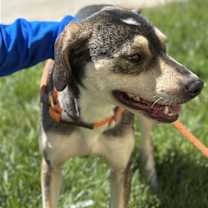 Thumbnail photo of Delphinia #4