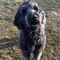 Thumbnail photo of Clooney #2