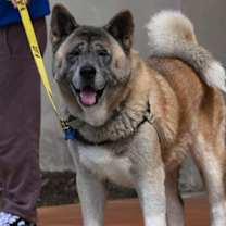 Thumbnail photo of **Yoshi** #2