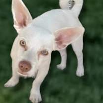 Thumbnail photo of Coco #1