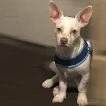 Thumbnail photo of Coco #2