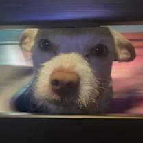 Thumbnail photo of Coco #3