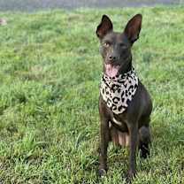 Thumbnail photo of Java Hershey #1