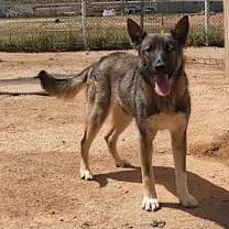 adopt-pet