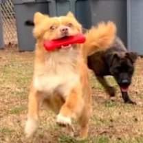 Thumbnail photo of Homer #1