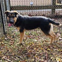 Thumbnail photo of Mando #2