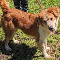 Thumbnail photo of Dex #2