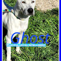 Thumbnail photo of Ghost #3