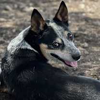 Thumbnail photo of COWBOY #4