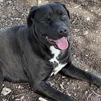 Thumbnail photo of CASSIDY #3