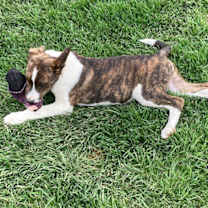 Thumbnail photo of Marty #3