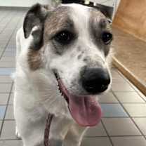 Thumbnail photo of Ms. Lady the Great Pyrenees in Texas #1