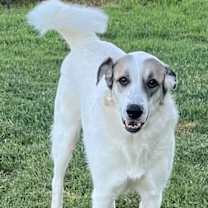 Thumbnail photo of Ms. Lady the Great Pyrenees in Texas #2