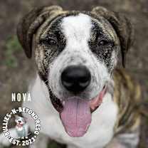 Thumbnail photo of Nova #2