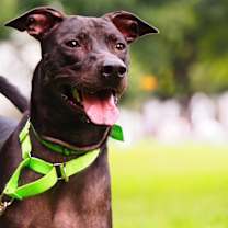 Thumbnail photo of Kalvin #3