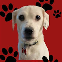 Thumbnail photo of Ivy Grandma Great #1