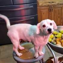 Thumbnail photo of Ivy Grandma Great #3