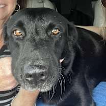 Thumbnail photo of Kain #1