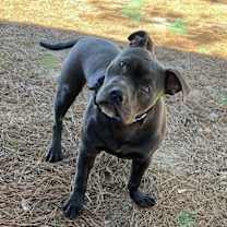Thumbnail photo of Stevie #2